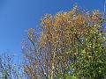 2014-1027-1300_Icelandic_Birch_18,6C